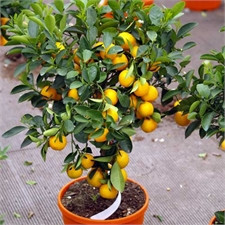 Citrus x myrtifolia 'Chinotto' / Mandarinier chinois