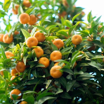 Citrus x unshiu 'Owari' / Mandarinier satsuma