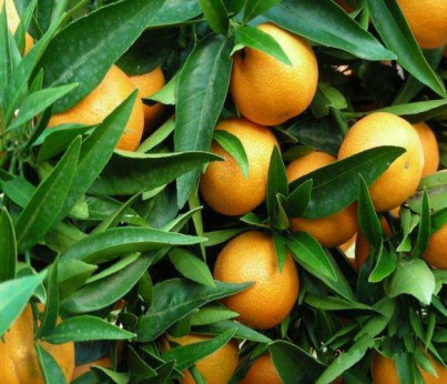 Citrus clementina x unshui 'Primosol' / clementine x satsuma