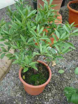 Citrus x reticulata / Mandarinier