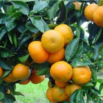 Mandarinier satsuma Okitsu greffé sur poncirus