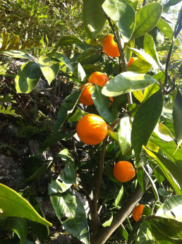 Citrus x unshiu 'Hashimoto' / Mandarinier satsuma