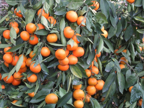 Citrus x unshiu 'Silverlhai' / Mandarinier satsuma