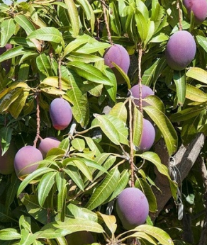 Mangifera indica 'Irwin' / Manguier greffé sur Gomera