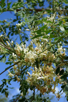 Moringa oleifera/ arbre de vie / arbre aux miracles