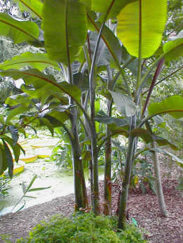 Musa balbisiana x balbisiana / Bananier (plantain)