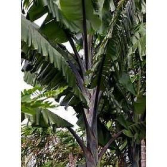 Musa balbisiana 'Thai black'* ('Altia black'*) / Bananier