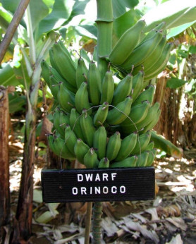 Musa Dwarf Orinoco* (bananier fruitier)