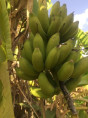 Musa figue sucrée, Bananier frecinette (bananier fruitier)