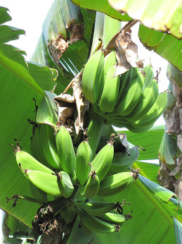 Musa orinoco* (Bananier fruitier)
