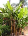 Musa 'Rajapuri india'* / Banane pomme / Bananier fruitier