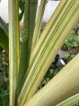 Musa balbisiana aureo variegata