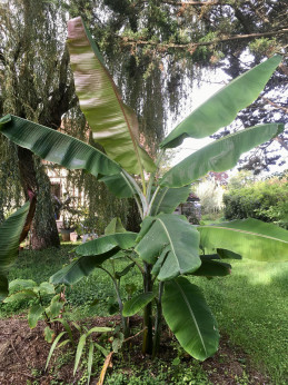 Musa 'Yunnan gigantea' ou 'Giant form' / Bananier géant