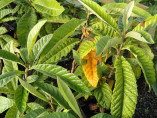 Eriobotrya japonica / Neflier du japon