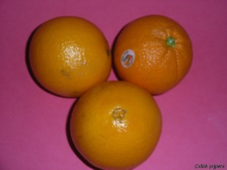 Citrus x sinensis 'Barnfield' / Oranger sur C35