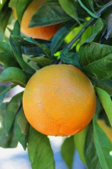 Citrus x sinensis 'Fukumoto' / Oranger