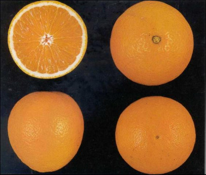 Citrus x sinensis 'Ambersweet' / Oranger