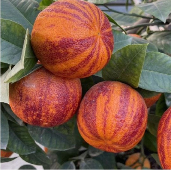 Citrus x sinensis 'Arcobal' / Oranger