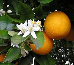 Citrus x sinensis / Oranger