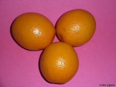 Citrus x sinensis navel 'Newhall' / Oranger