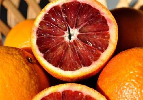 Citrus x sinensis 'Sanguinelli' / Oranger sanguine