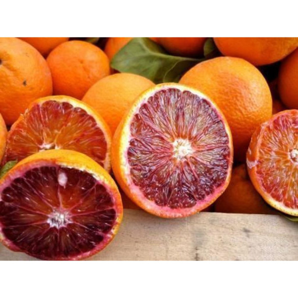 Citrus x sinensis 'Tarocco sciara' / Oranger