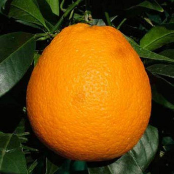 Citrus sinensis 'Valencia Midknight'/ Oranger valencia Midknight