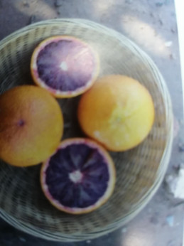 Citrus x sinensis 'Violette des vallées' / Oranger