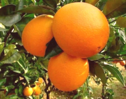 Citrus x sinensis 'Washington navel' / Oranger