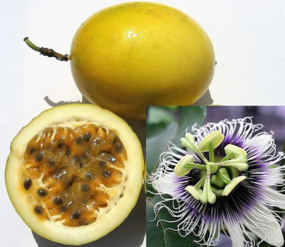 Passiflora edulis x flavicarpa / Fruit de la passion / Maracuyà