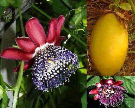 Passiflora alata / Fruit de la passion / Grenadille