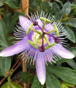 Passiflora 'Purple passion' / Passiflore