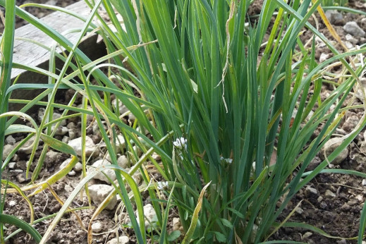 Allium ampeloprasum / Poireau perpetul