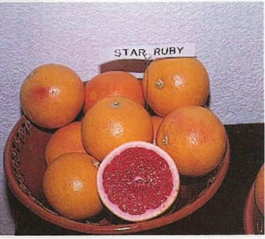 Citrus paradisi 'Star Ruby' / Pomelo rose