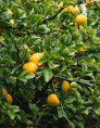 Poncirus / Citrus Trifoliata