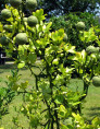 Poncirus / Citrus Trifoliata