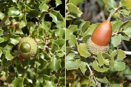 Quercus coccifera / Chêne des garrigues/ chêne kermes