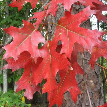Quercus rubra (borealis) / Chêne rouge d'Amérique