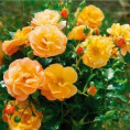 Rosa 'Calizia'® / Rosier paysage ( orange)