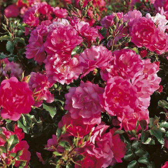 Rosa 'Emera'® / Rosier paysage ( rose )