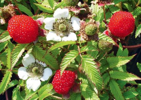 Rubus illecebrosus / Framboisier fraise