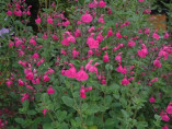Salvia microphylla 'Pink Blush' / Sauge arbustive (rose)