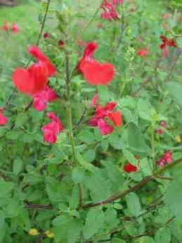 Salvia microphylla 'Grahamii' / Sauge arbustive (rouge)