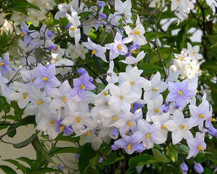 Solanum jasminoides (bleu)