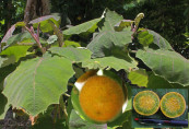Solanum quitoense / Naranjilla / Lulo