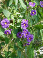 Solanum Rantonetii