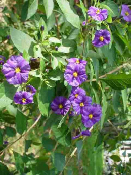 Solanum Rantonetii