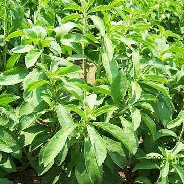 Stevia rebaudiana / Plante sucrante