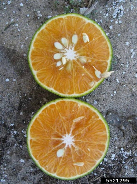 Citrus x tangelo 'nadorcott / Tangelo