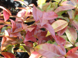 Trachelospermum jasm. variegatum / Faux jasmin étoilé panaché
